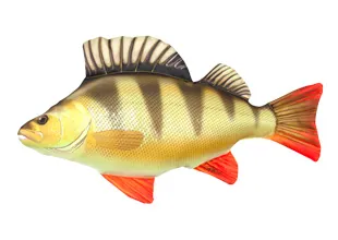 HALAS PÁRNA SÜGÉR 50CM